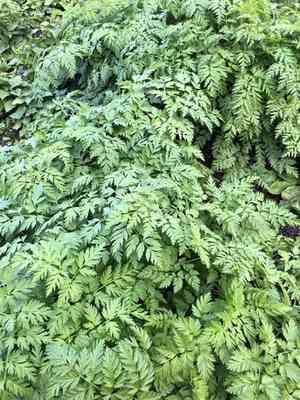Cow parsley(Anthriscus sylvestris)