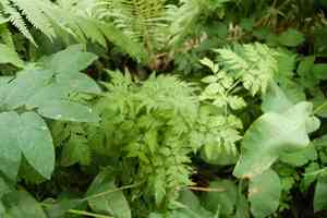 Cow parsley(Anthriscus sylvestris)