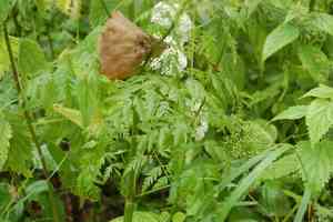 Cow parsley(Anthriscus sylvestris)
