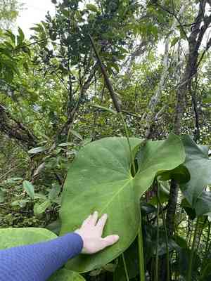 Organ mountain laceleaf(Anthurium cordatum)