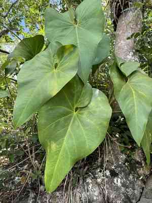 Organ mountain laceleaf(Anthurium cordatum)