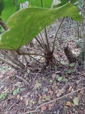 Organ mountain laceleaf(Anthurium cordatum)