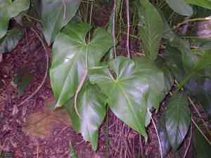 Organ mountain laceleaf(Anthurium cordatum)