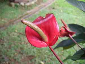 Flamingo flower(Anthurium crystallinum)