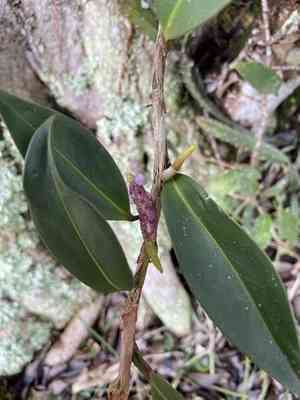 Pearl anthurium(Anthurium scandens)