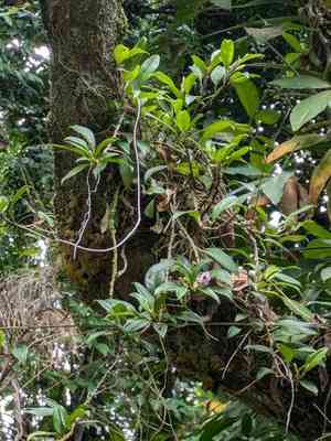 Pearl anthurium(Anthurium scandens)