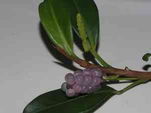 Pearl anthurium(Anthurium scandens)
