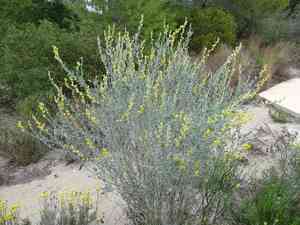 Albaida(Anthyllis cytisoides)