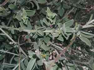 Albaida(Anthyllis cytisoides)