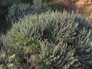 Albaida(Anthyllis cytisoides)