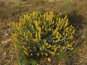 Albaida(Anthyllis cytisoides)