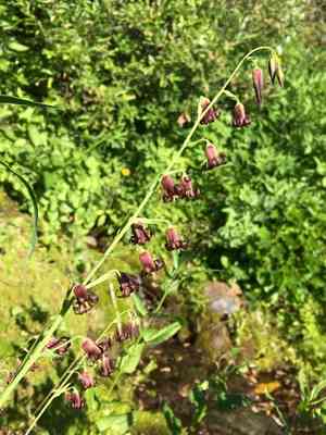 Bronze bells(Anticlea occidentalis)