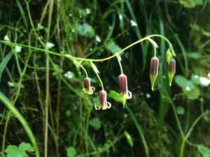 Bronze bells(Anticlea occidentalis)