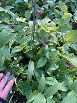 Bronze bells(Anticlea occidentalis)