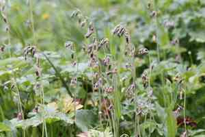 Bronze bells(Anticlea occidentalis)