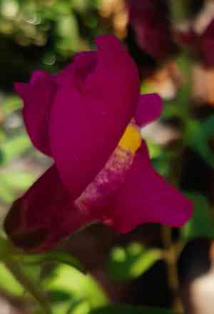 Snapdragons (Antirrhinum)(Antirrhinum)