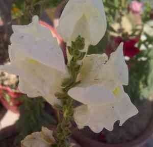 Snapdragons (Antirrhinum)(Antirrhinum)