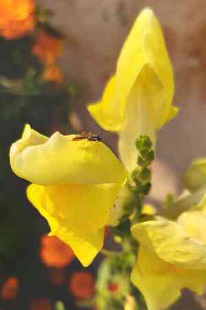 Snapdragons (Antirrhinum)(Antirrhinum)