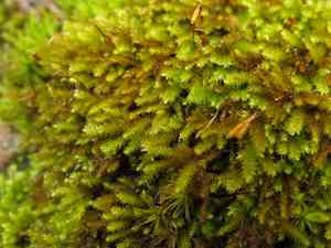 California antitrichia moss(Antitrichia californica)