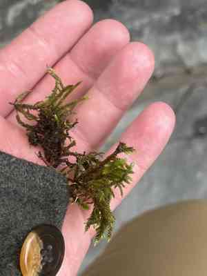 California antitrichia moss(Antitrichia californica)