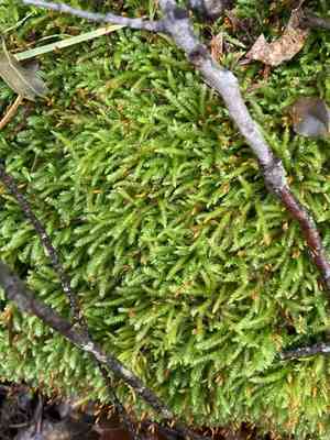 California antitrichia moss(Antitrichia californica)