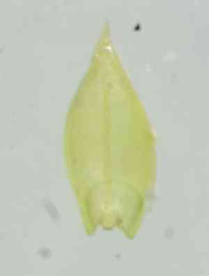 California antitrichia moss(Antitrichia californica)