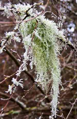 Pendulous wing-moss(Antitrichia curtipendula)