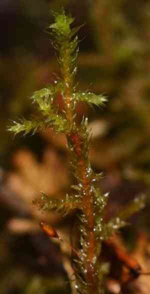 Pendulous wing-moss(Antitrichia curtipendula)