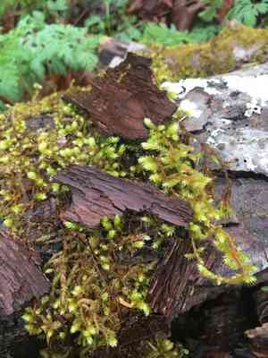Pendulous wing-moss(Antitrichia curtipendula)