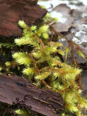Pendulous wing-moss(Antitrichia curtipendula)