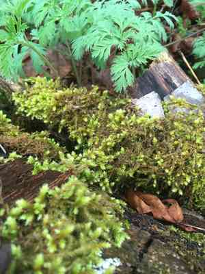 Pendulous wing-moss(Antitrichia curtipendula)