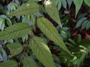 Muku(Aphananthe aspera)