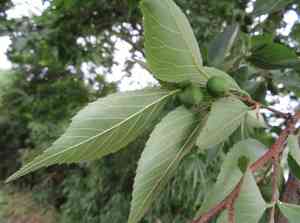 Muku(Aphananthe aspera)