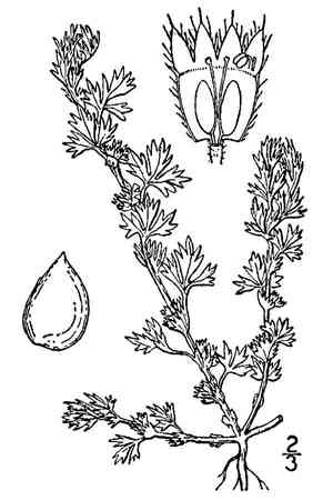 Field parsley piert(Aphanes arvensis)