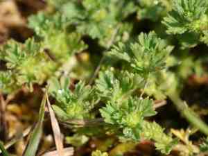 Field parsley piert(Aphanes arvensis)