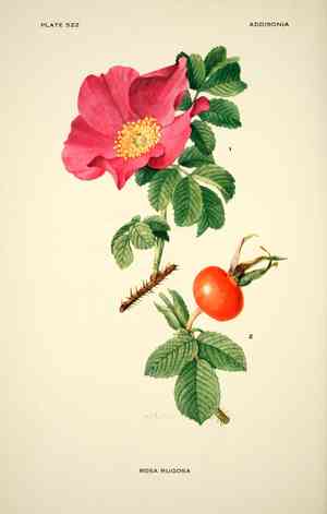 Aphanes (Aphanes)(Aphanes)