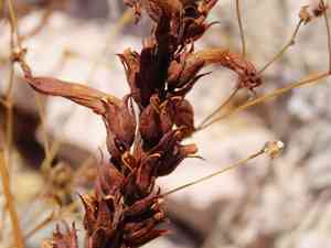 Desert broomrape(Aphyllon cooperi)