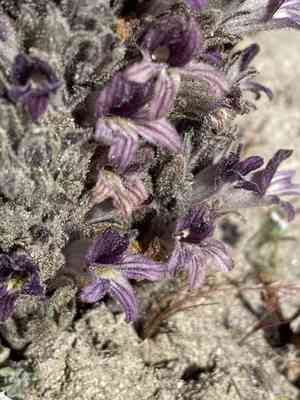 Desert broomrape(Aphyllon cooperi)