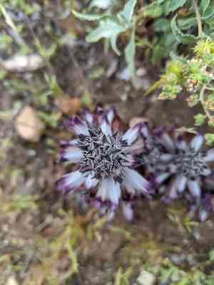 Desert broomrape(Aphyllon cooperi)