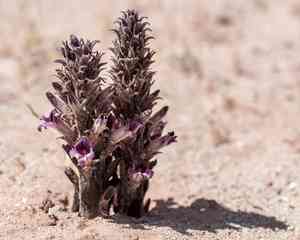 Desert broomrape(Aphyllon cooperi)