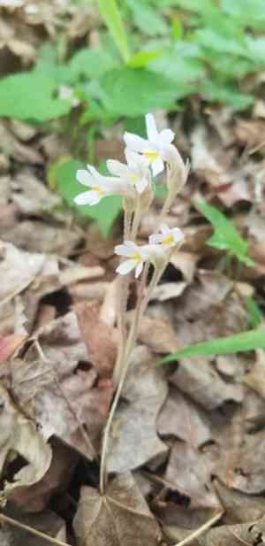 One-flowered cancer-root(Aphyllon uniflorum)