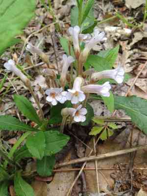 One-flowered cancer-root(Aphyllon uniflorum)