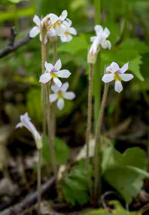 One-flowered cancer-root(Aphyllon uniflorum)