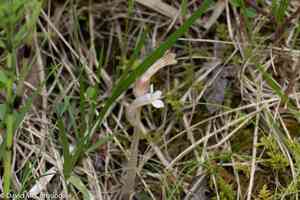 One-flowered cancer-root(Aphyllon uniflorum)
