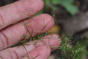 Mock parsley(Apiastrum angustifolium)