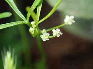Mock parsley(Apiastrum angustifolium)