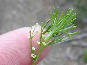 Mock parsley(Apiastrum angustifolium)