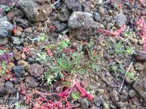 Mock parsley(Apiastrum angustifolium)