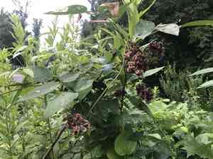 American Groundnut(Apios americana)