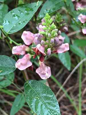 American Groundnut(Apios americana)